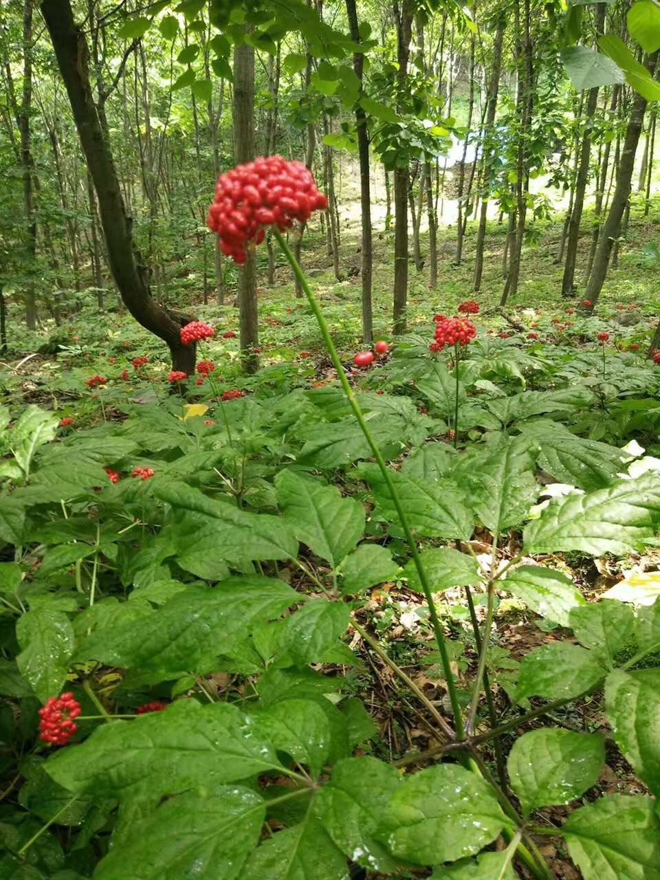 好产品源于好地方，带你走进林下参的故乡——长白山