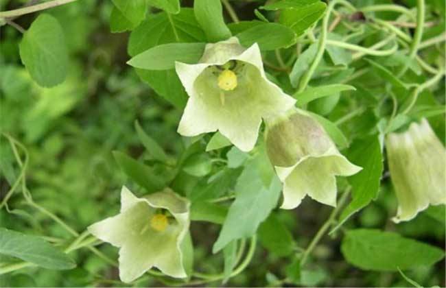 党参长成时，不是你想采就能采