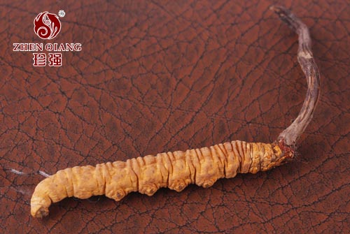 冬虫夏草的储存指南